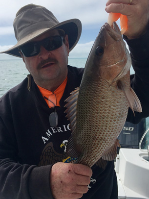 Angling Adventures Mangrove Snapper